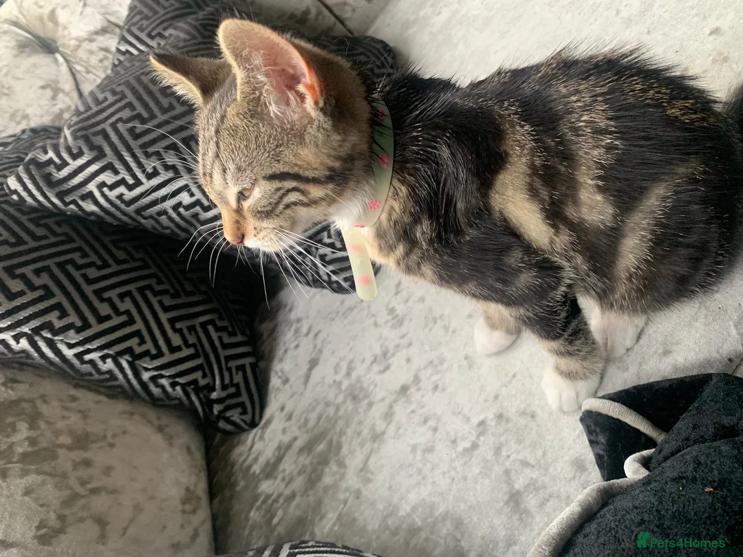 Mixed Breed cats for sale: Kitten female  in Birmingham - Advert 2
