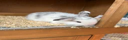 Mini Lop rabbits for sale: 3 female mini lops  - Advert 5