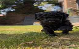 Miniature Poodle dogs for sale: DNA Health tested.Miniature KC Poodle Puppies - Image 10