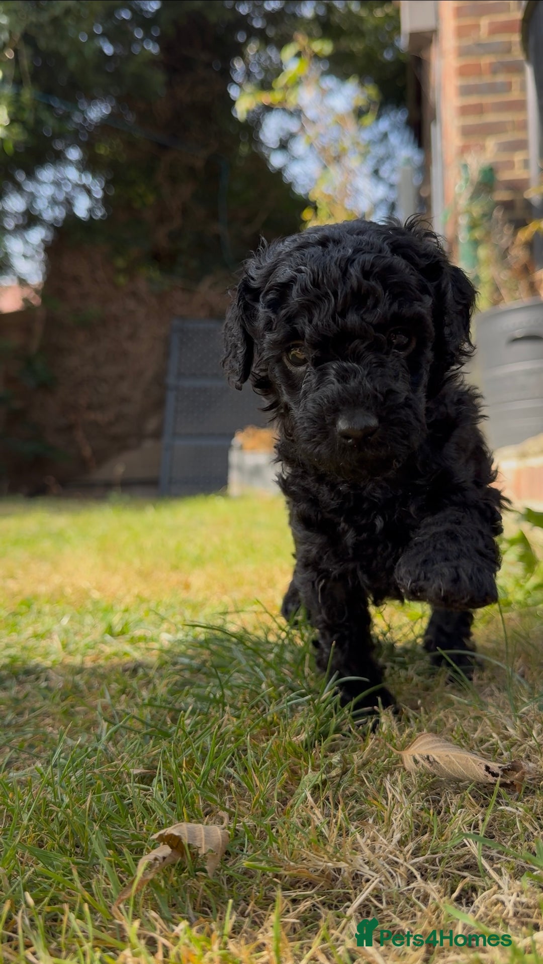 Miniature Poodle dogs for sale: DNA Health tested.Miniature KC Poodle Puppies - Image 10