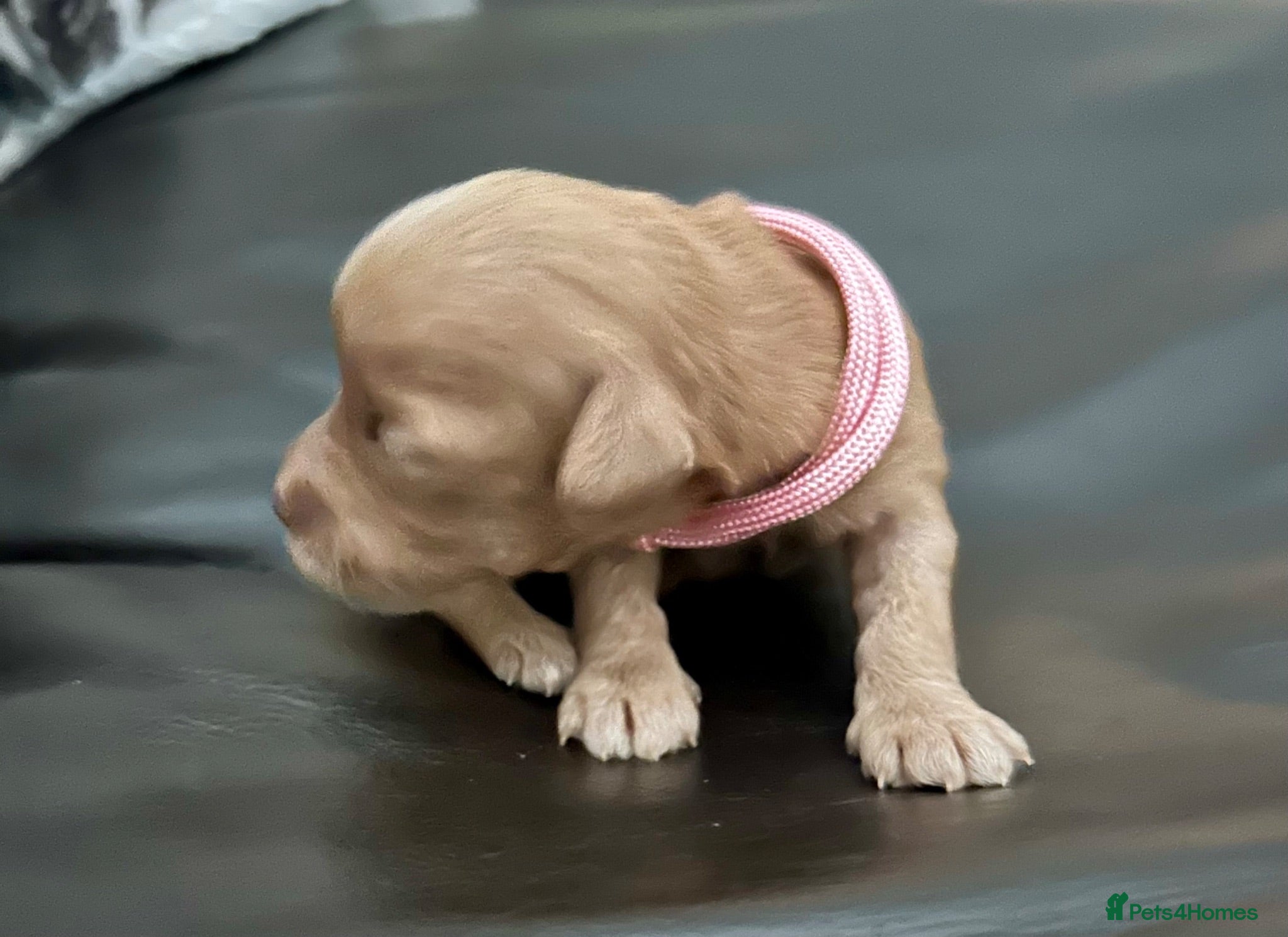 Labradoodle dogs Cute 🥰 Miniature Labradoodle Pups  - Advert 1