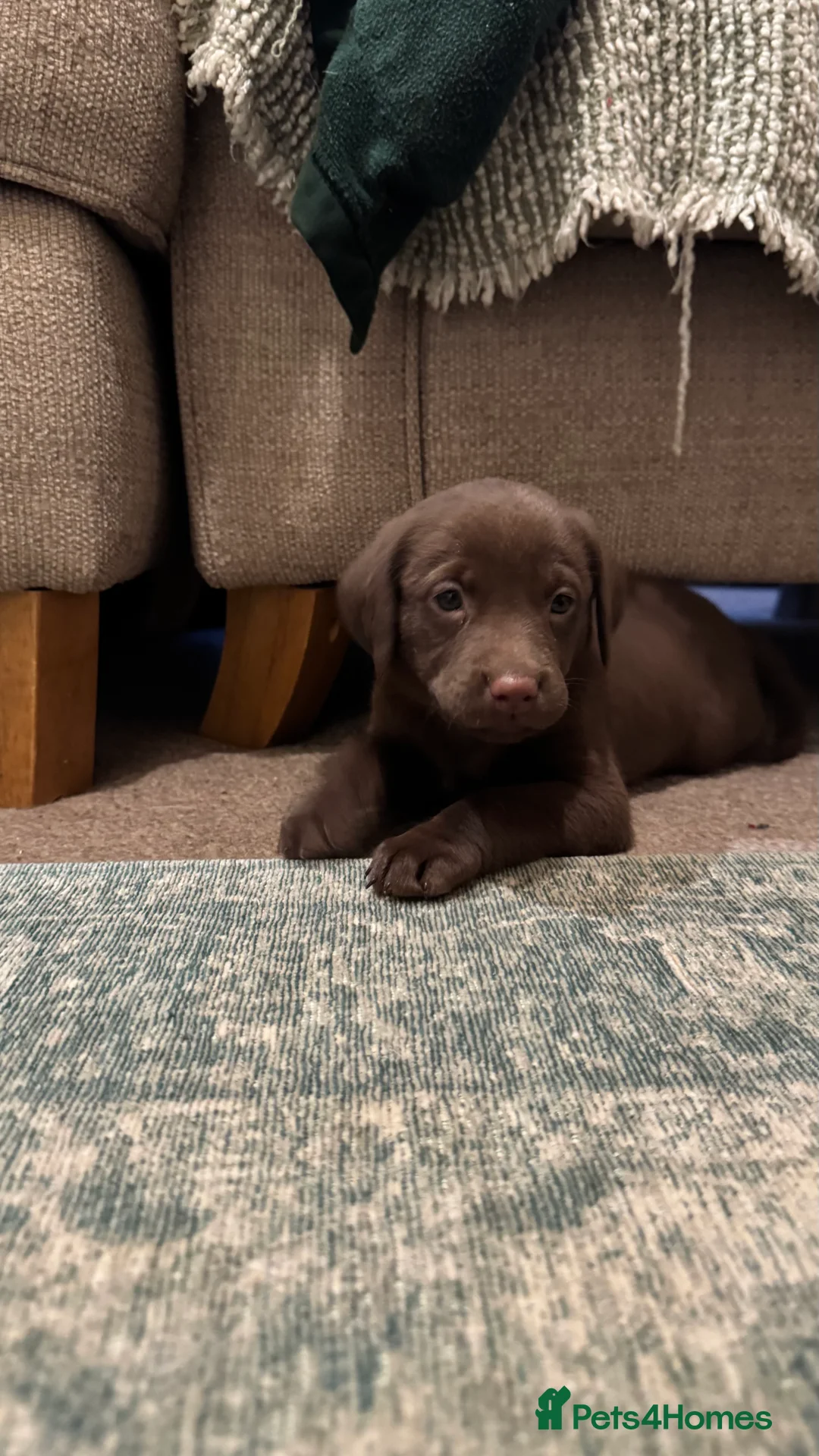 Labrador Retriever dogs for sale: Beautiful Chocolate and Yellow working Labradors  - Advert 39