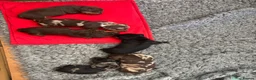 Miniature Dachshund dogs for sale: Superb quality KC registered Miniature Dachshunds - Advert 3