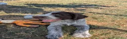 German Wirehaired Pointer dogs for sale: German Wirehaired Pointer Puppies in Ludlow - Advert 12