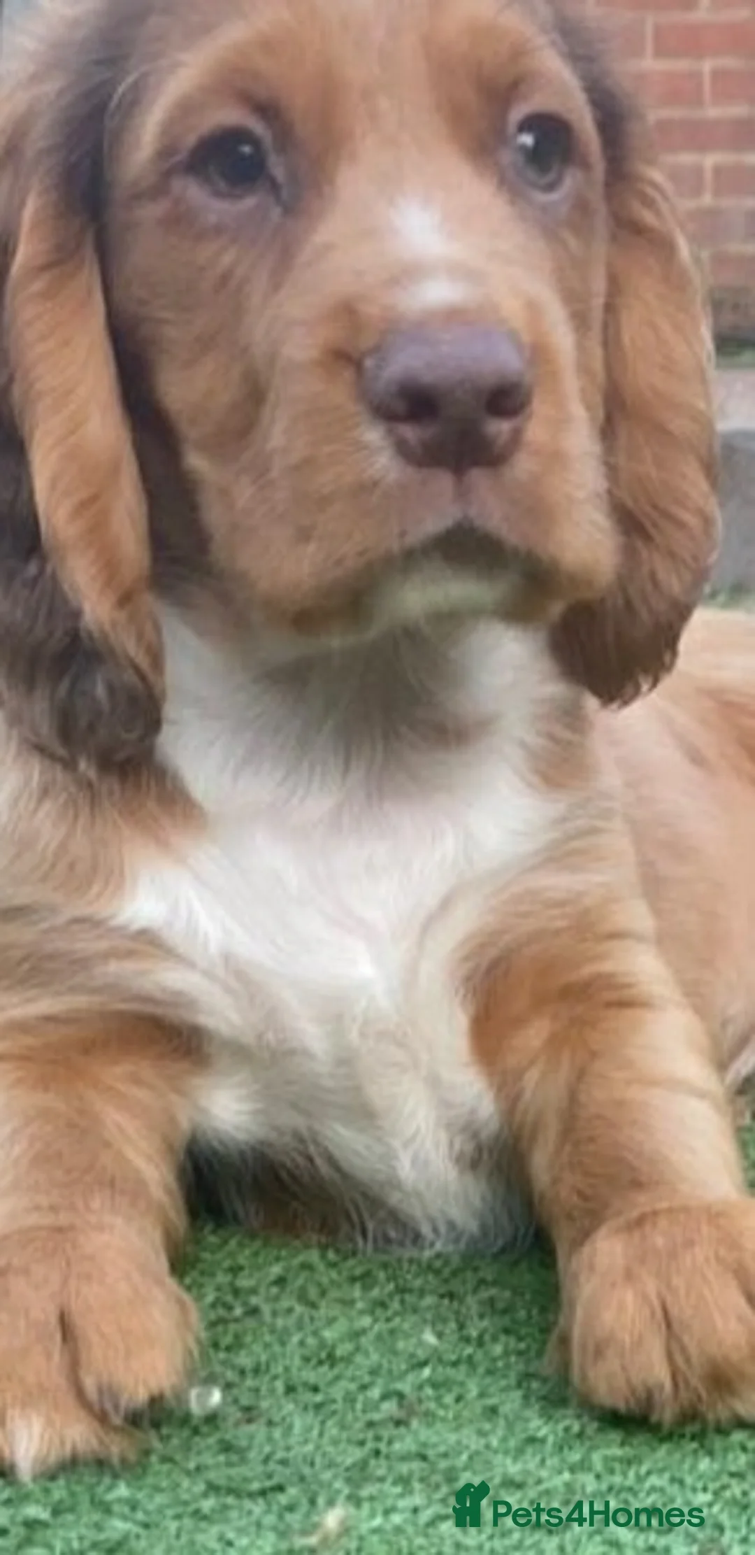 Cocker Spaniel dogs for sale: KC cocker spaniel puppies.  - Advert 2