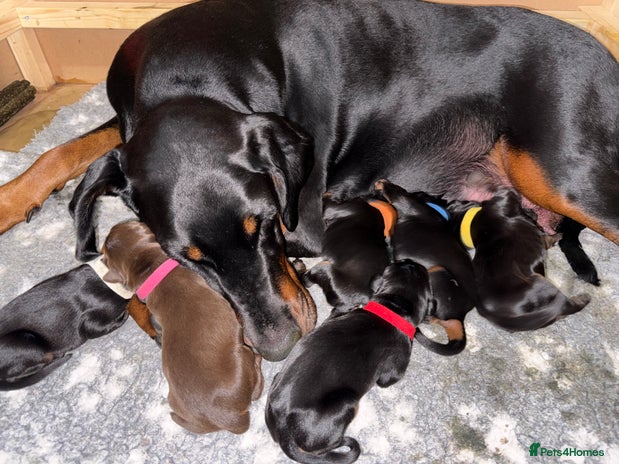Dobermann dogs - Advert 4