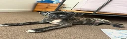 Mixed Breed dogs for sale: Staff mixed with pug in Manchester - Advert 3