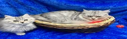 Siberian cats for sale: 🩶🩶Stunning Silver Traditional Siberian’s🩶🩶 - Advert 16