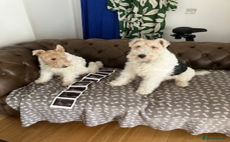Fox Terrier dogs - Advert 7
