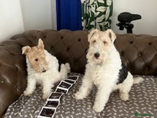 Fox Terrier dogs - Advert 2