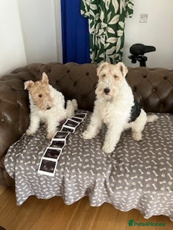 Fox Terrier dogs - Advert 1