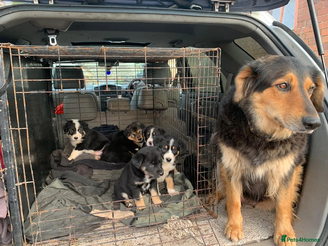 Mixed Breed dogs for sale: Border collie x in Exeter - Advert 3