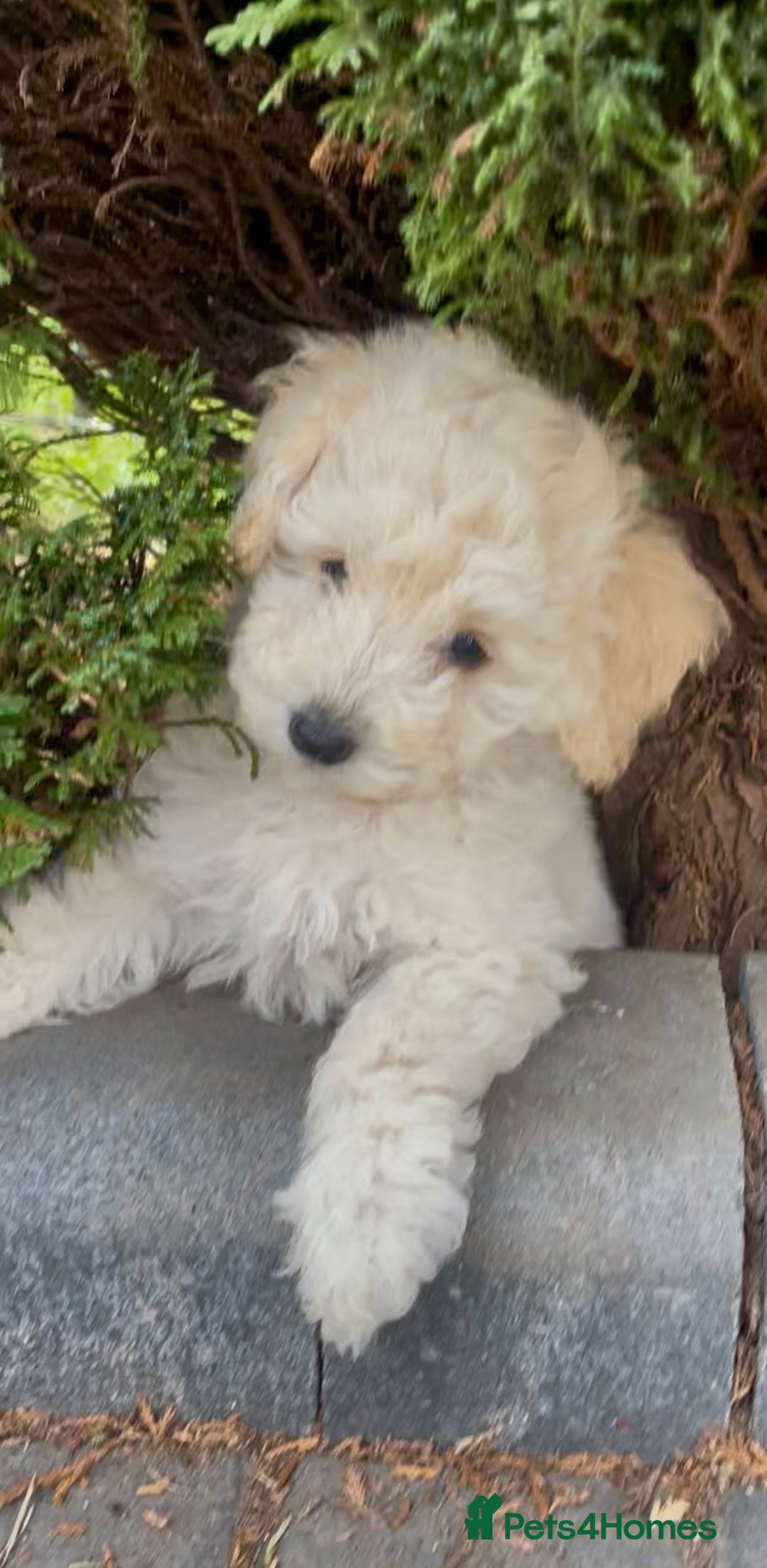 Miniature Poodle dogs for sale: Home Bred pups, extensively Health tested - Image 14