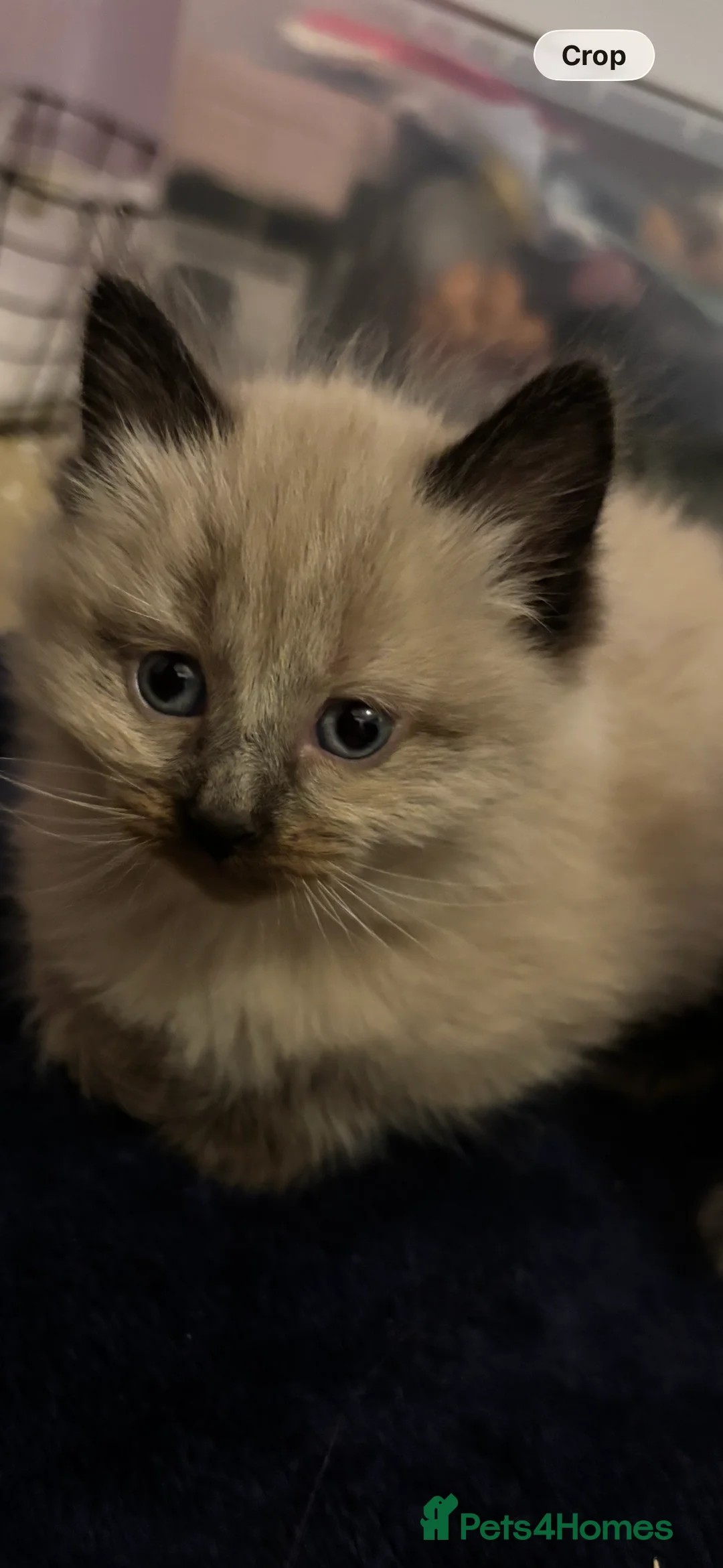 Mixed Breed cats for sale: ❤️Ready on 14th Jan! ragdoll/British blue  - Advert 5