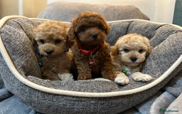 Maltipoo dogs for sale: 🐶 3 Gorgeous Toy Maltipoo F1b Puppies for sale🐶  - Image 18