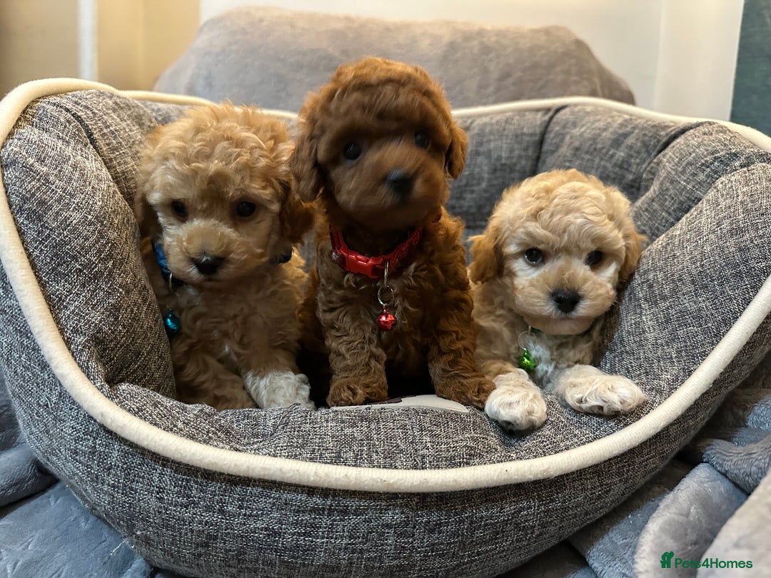 Maltipoo dogs for sale: 🐶 3 Gorgeous Toy Maltipoo F1b Puppies for sale🐶  - Image 18