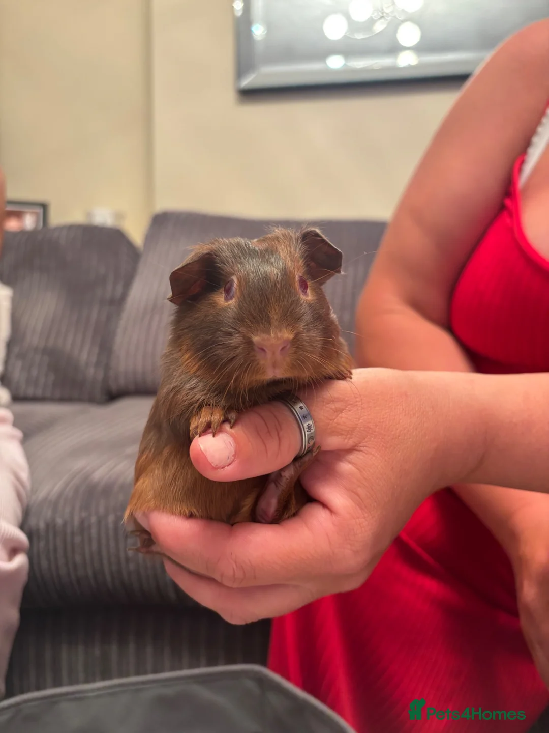 Guinea Pig rodents for sale: Female piggies - Advert 2