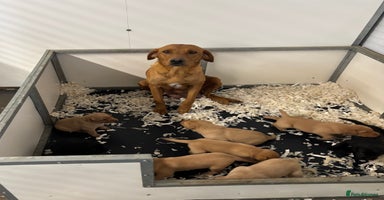 Labrador Retriever dogs - Advert 1