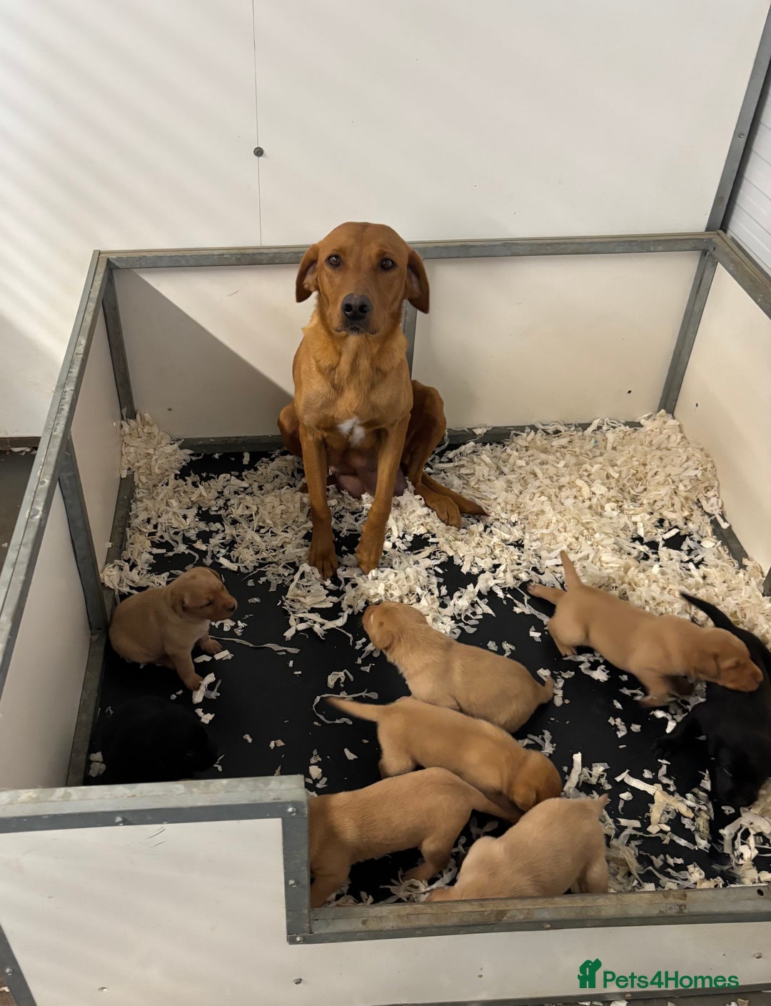Labrador Retriever dogs for sale: QUALITY LABRADOR PUPPIES  - Image 5
