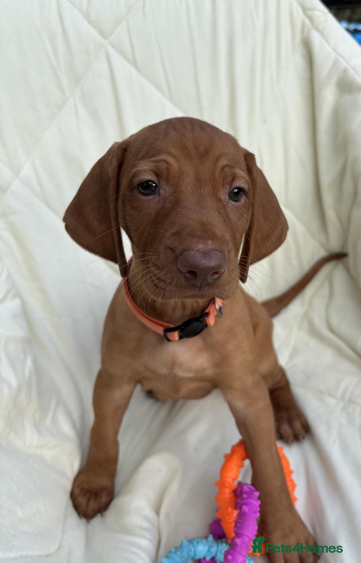 Hungarian Vizsla dogs 8 Five week old KC Reg Vizsla Puppies for sale - Advert 2