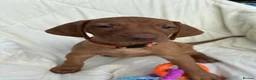 Hungarian Vizsla dogs for sale: 8 Five week old KC Reg Vizsla Puppies for sale - Advert 5