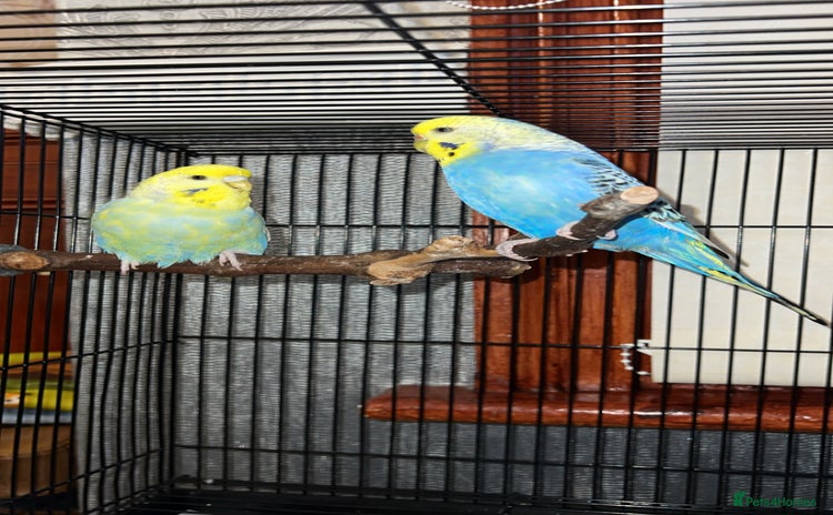 Budgerigars birds - Advert 1