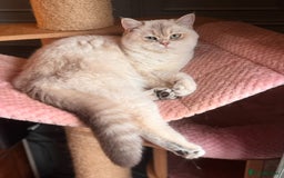 British Shorthair cats for sale: Champion sired Golden Colourpoint Kittens  - Image 18