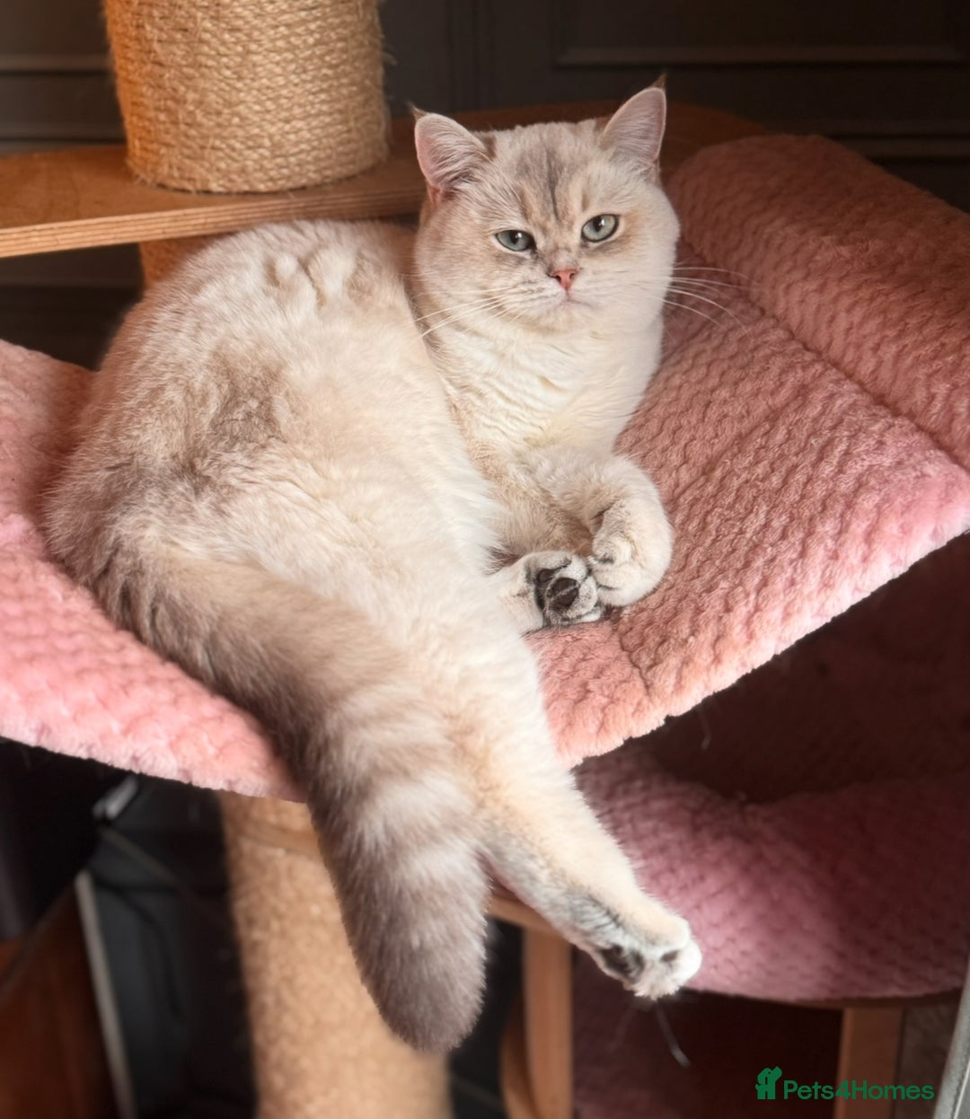 British Shorthair cats for sale: Champion sired Golden Colourpoint Kittens  - Image 18