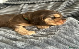 Cocker Spaniel dogs for sale: 🐾Cocker Spaniel Puppies-Ready in 5 Weeks🐾 - Image 21