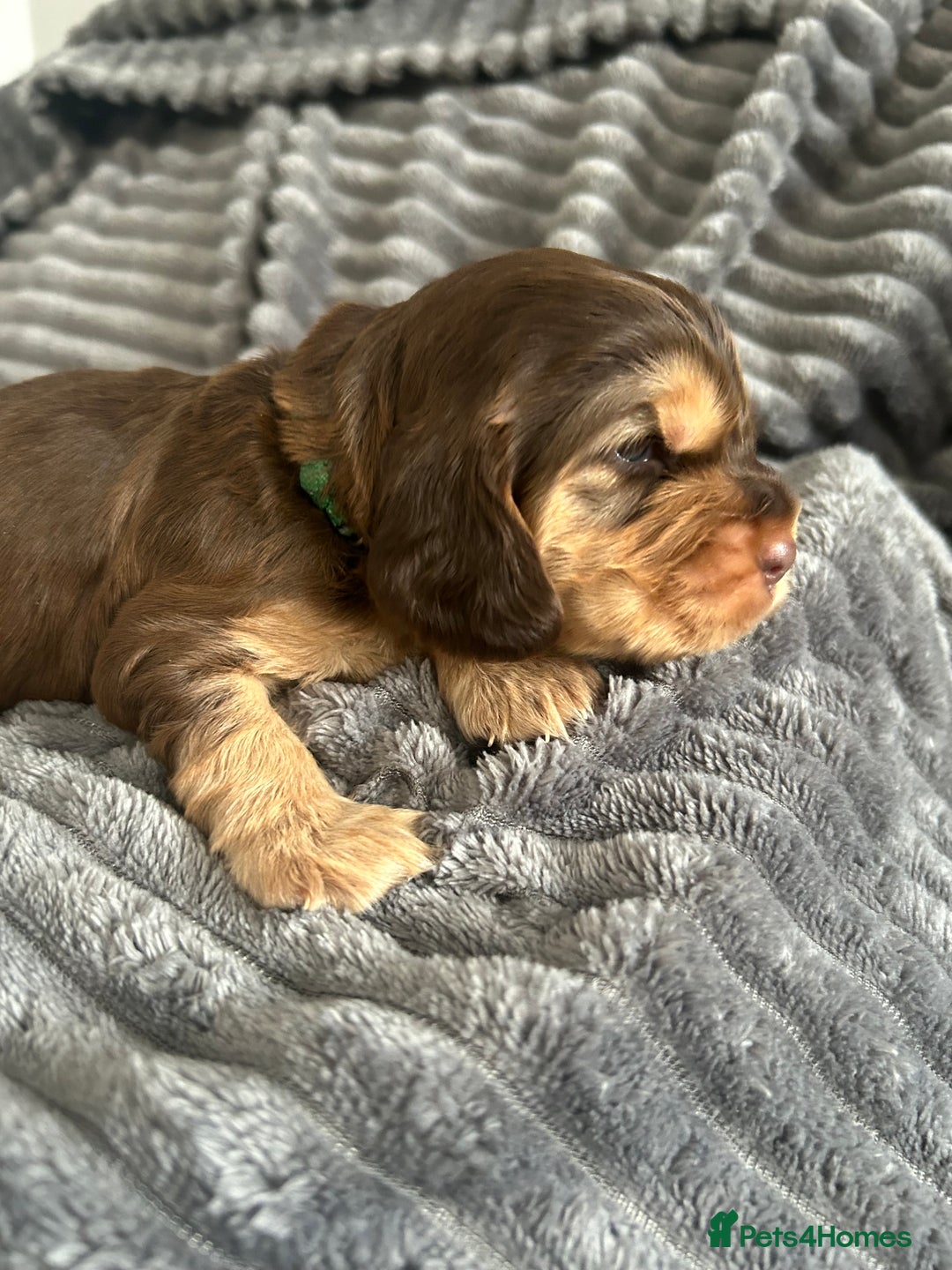 Cocker Spaniel dogs for sale: 🐾Cocker Spaniel Puppies-Ready in 5 Weeks🐾 - Image 21