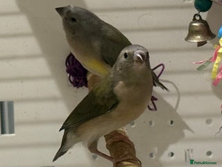 Finches birds gouildan finches available Runcorn - Advert 3
