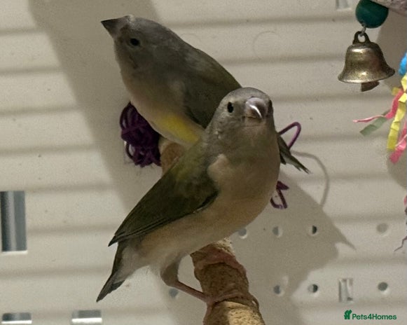 Finches birds gouildan finches available Runcorn - Advert 1