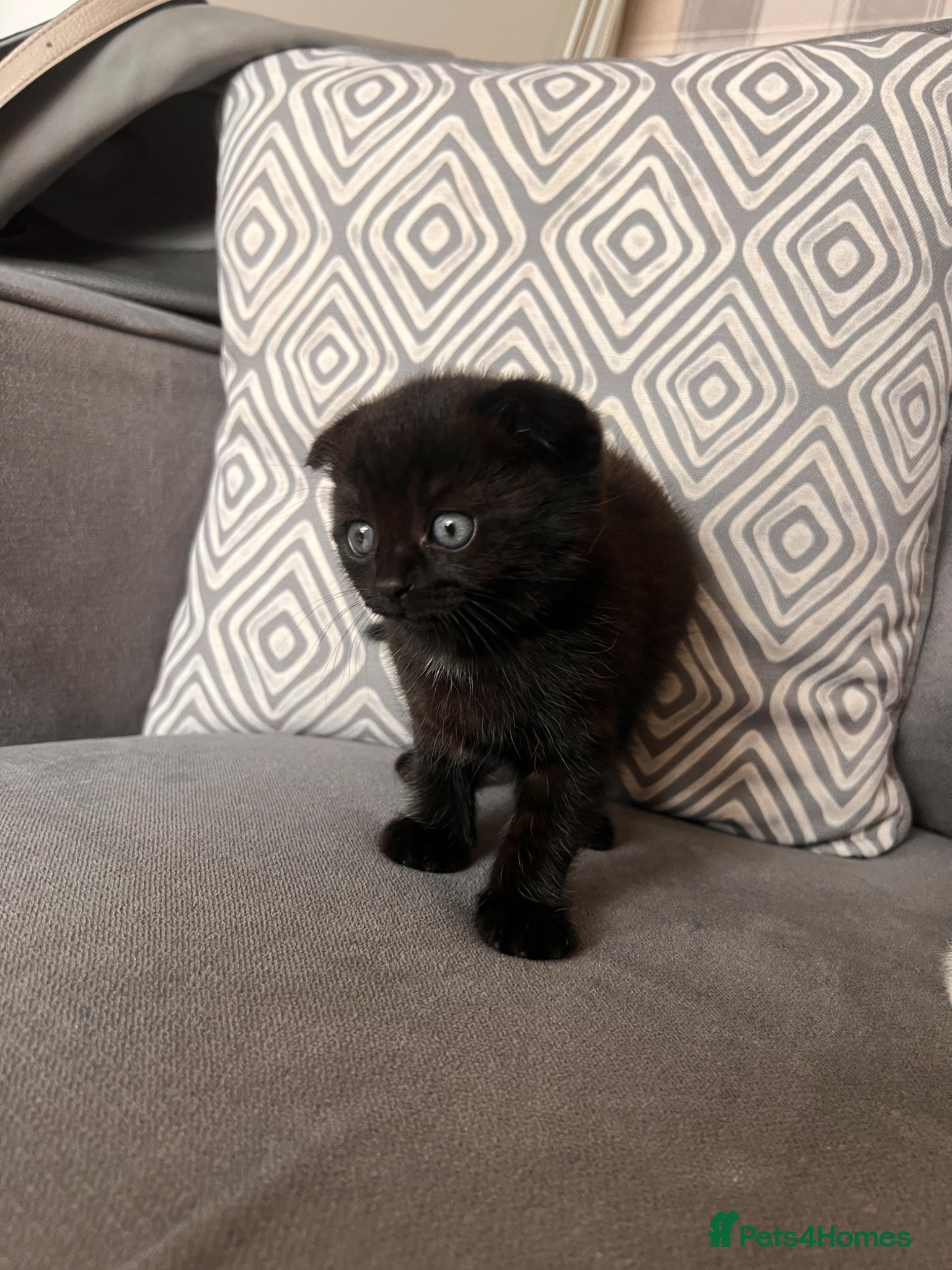 Scottish Fold cats for sale: Scottish and brittish kittens in Wigston - Advert 10