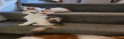 Maine Coon cats for sale: TICA REGISTERED STUNNING KITTENS  - Advert 26