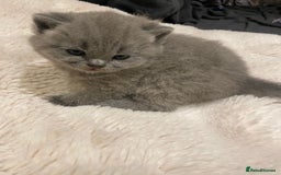 British Shorthair cats for sale: British Shorthair Cross Scottish Straight Kittens - Image 1