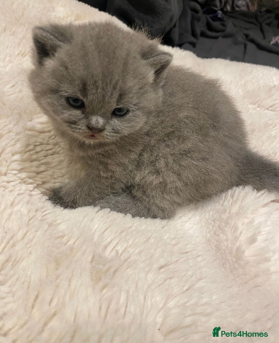 British Shorthair cats for sale: British Shorthair Cross Scottish Straight Kittens - Image 1