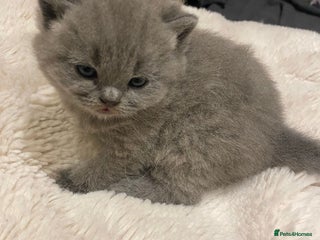 British Shorthair cats - Advert 1