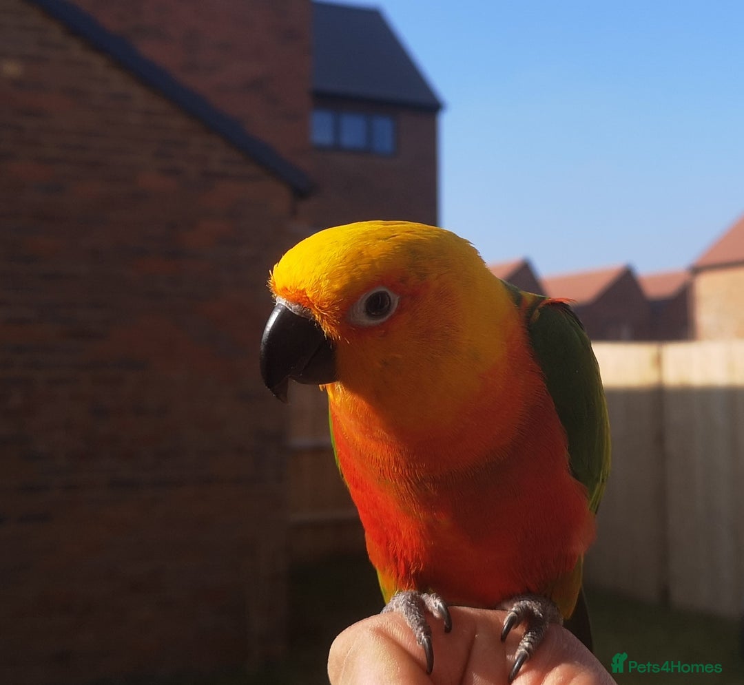 Conures birds for sale: Sun Conure & Jenday Conure  - Advert 2