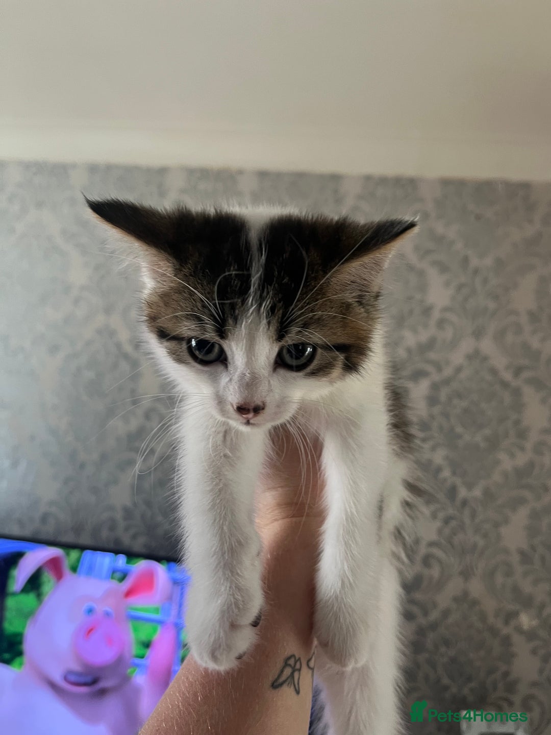 British Shorthair cats for sale: Kittens  - Image 1