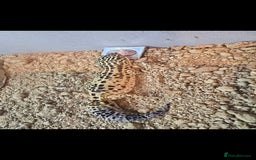 Leopard Gecko reptiles for sale: Beautiful leopard gecko for sale with tank - Image 4