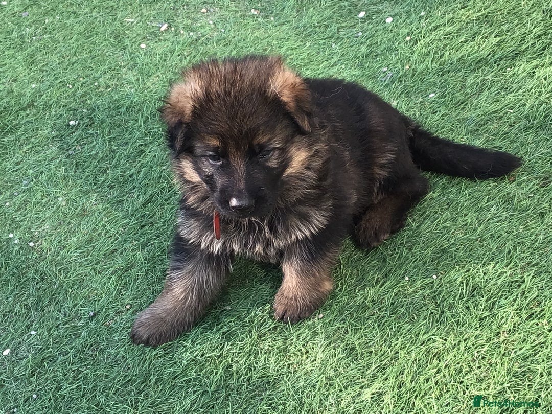 German Shepherd dogs for sale: German shepherd  - Image 17