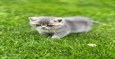 British Shorthair cats - Advert 1