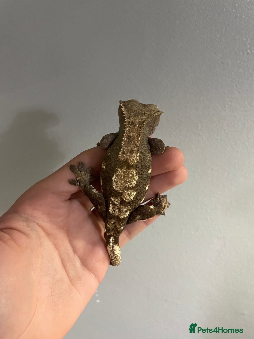 Gecko reptiles for sale: baby crested gecko and females - Image 7