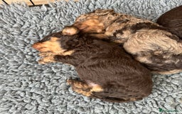 Cockapoo dogs for sale: DNA TESTED Cockapoo puppies, ready 22nd October  - Image 15