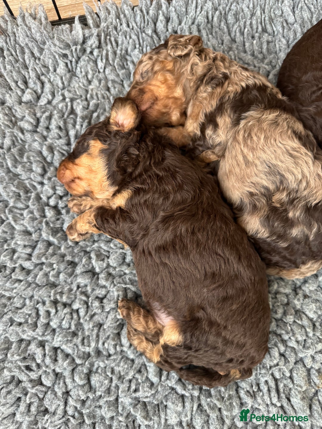 Cockapoo dogs for sale: DNA TESTED Cockapoo puppies, ready 22nd October  - Image 15