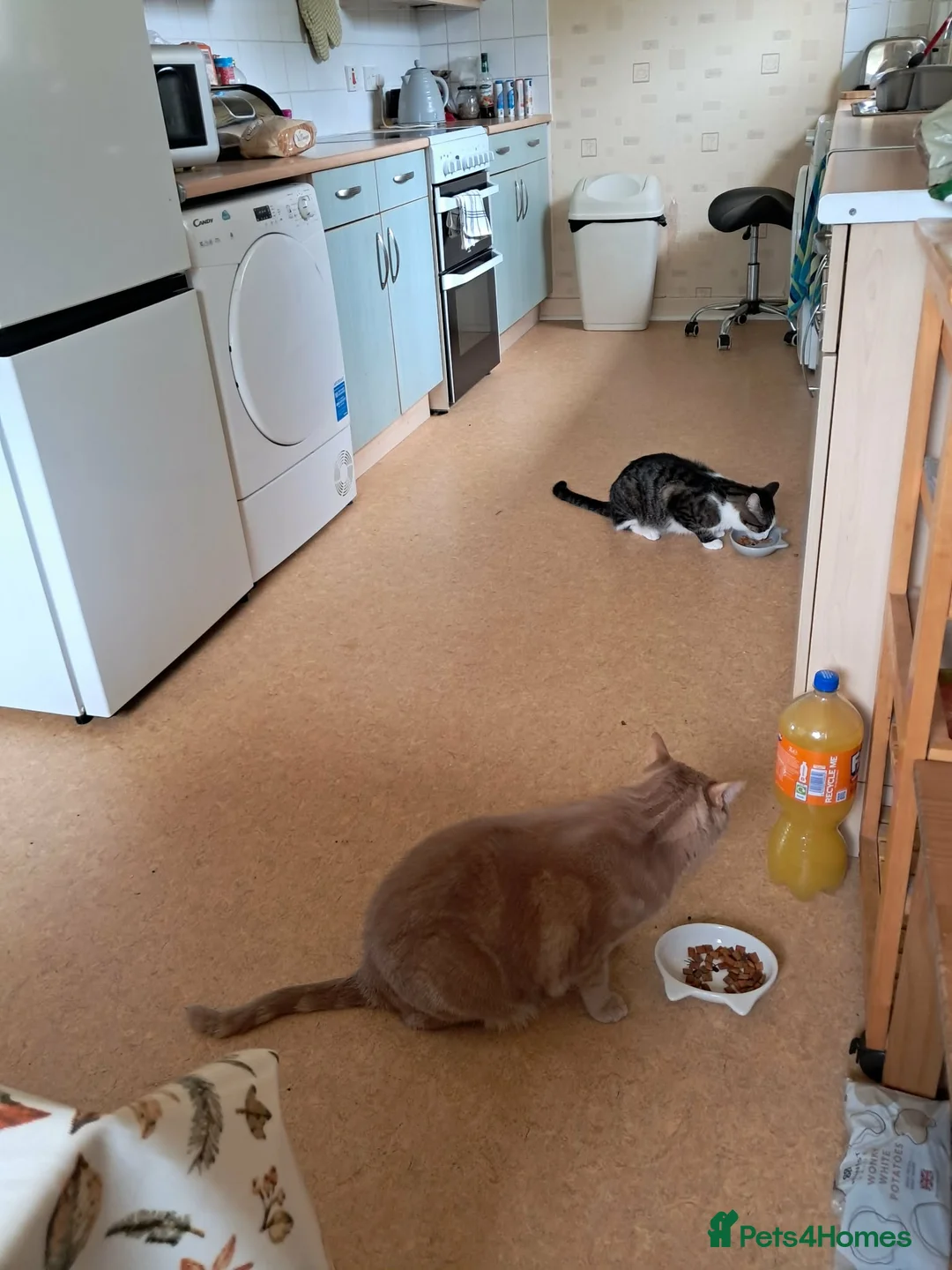 Mixed Breed cats for sale: 2 boys for adoption  - Advert 5