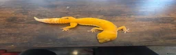 Leopard Gecko reptiles for sale: 2 Leopard Geckos with VIVs & equipment in Sheffield - Advert 5