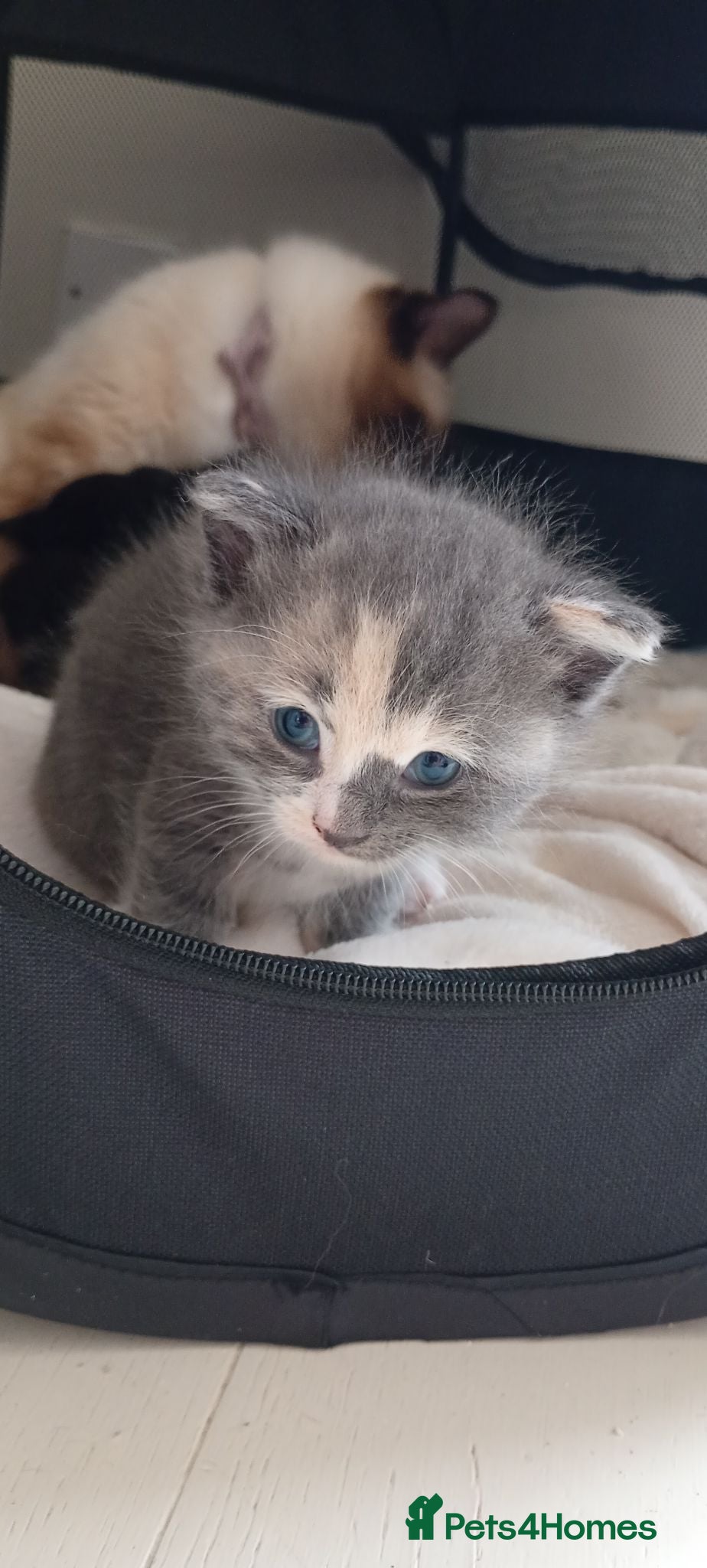 Mixed Breed cats Ragdoll cross kittens for sale - Advert 3