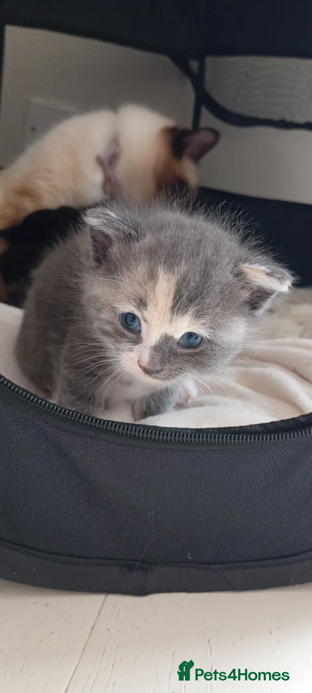 Mixed Breed cats for sale: Ragdoll cross kittens for sale - Advert 1