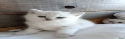 British Shorthair cats for sale: British Shorthair Silver Shaded NS11 in Leicester - Advert 4